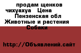 продам щенков чихуахуа › Цена ­ 6 000 - Пензенская обл. Животные и растения » Собаки   